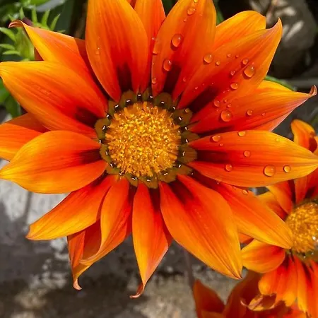 Couette-café Il Corallo 4*