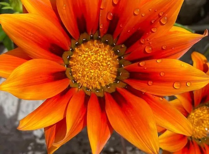 Alojamento de Acomodação e Pequeno-almoço Il Corallo 4*